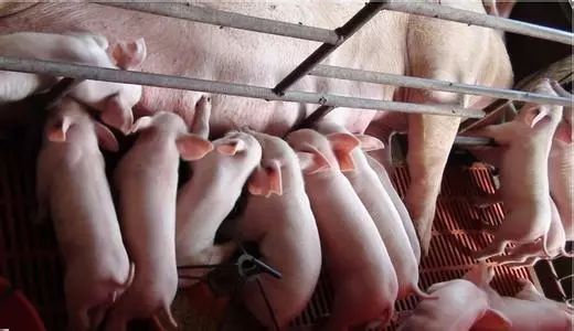 养殖户粪污处理不及时是什么问题,农村养殖拉粪团怎么办