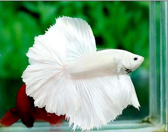 年年端午送粽子，今年增加了一缸观赏鱼，父母乐了