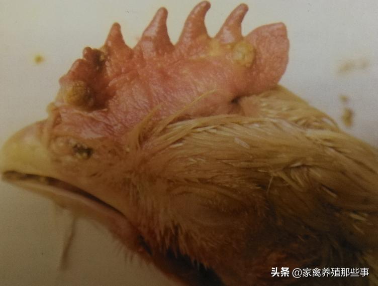 鸡群生病怎么防治,鸡群里的病鸡怎么办