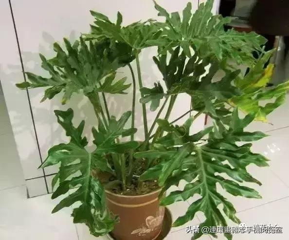 100种常见花卉植物图谱,100种花卉素描图谱