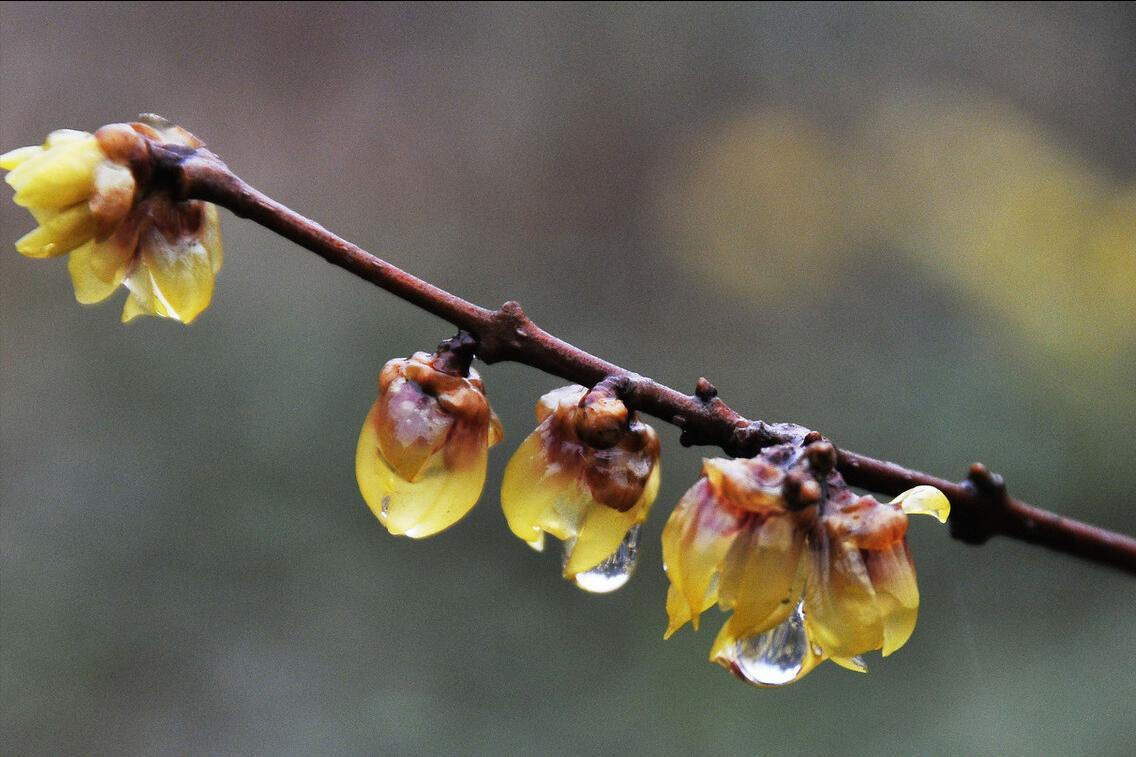 想念是有声的思念是无声的,想念是无尽的等待