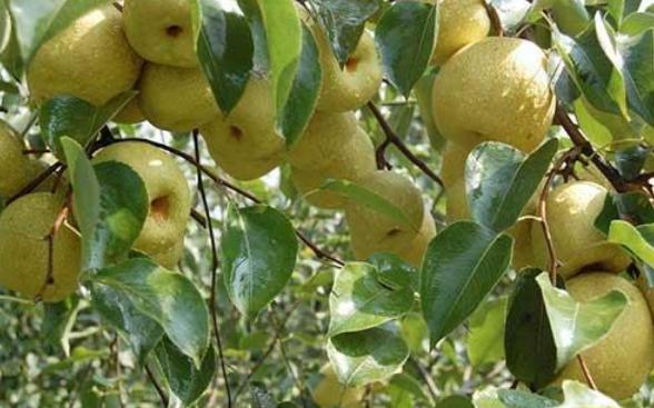 梨树的花期管理,秋月梨树花期管理