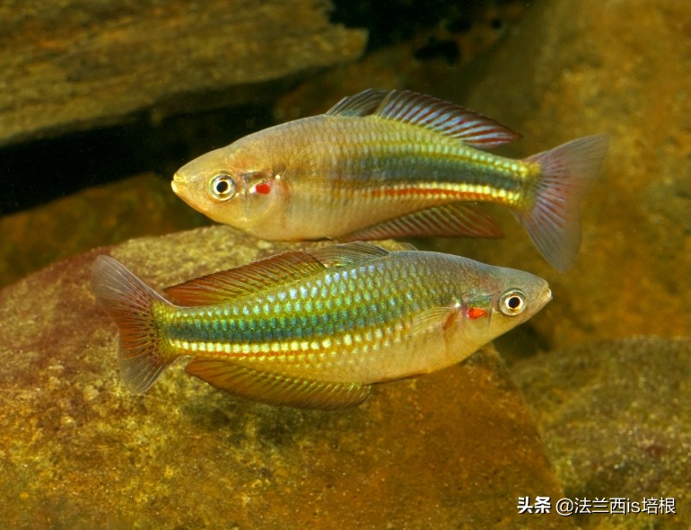 鱼的记忆只有七秒钟为什么是错的,鱼的记忆真的有七秒吗细思极恐