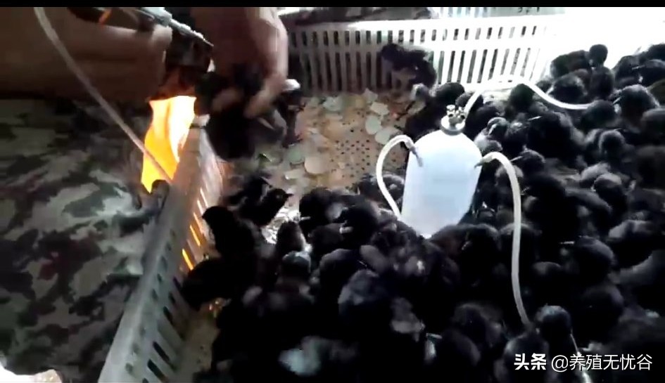 养鸡的基本功训练,养鸡手把手教学必修课第二章