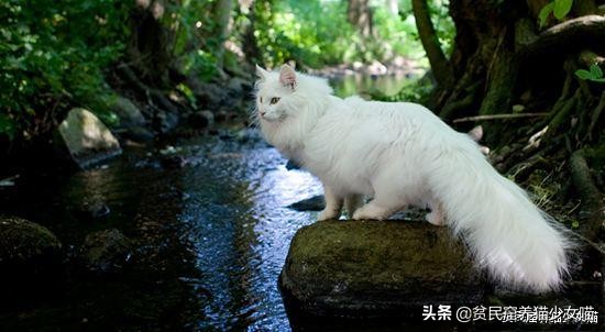 玩水的小猫咪,戏水小猫咪