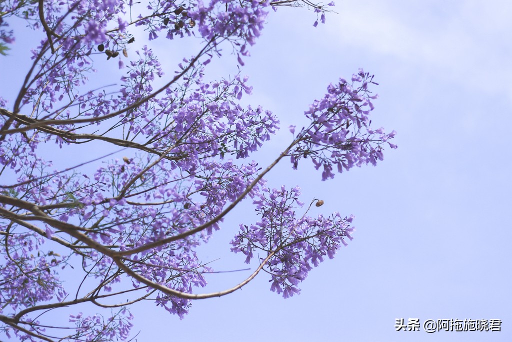 蓝花楹花语及图片大全,蓝花楹的花语还是很让人着迷