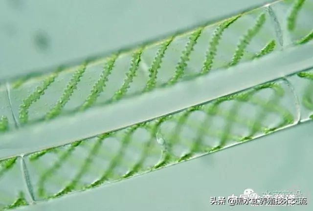 水产藻类大全图片,水产藻类知识大全