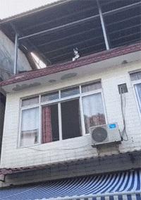 猫咪长了像胡子一样的毛 (为什么一个月多的猫咪毛发很凌乱)