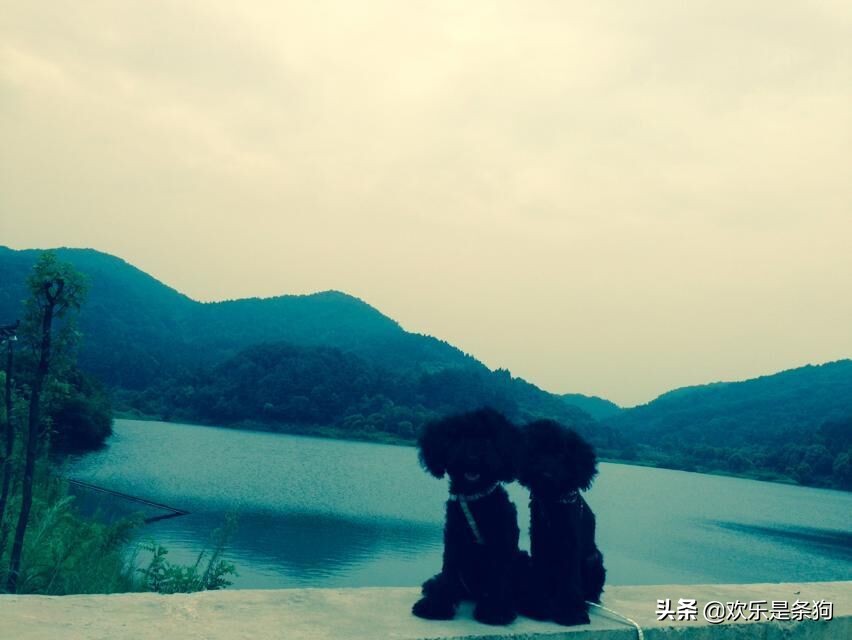 刚买的宠物狗要怎么养,刚抱养的狗狗注意事项