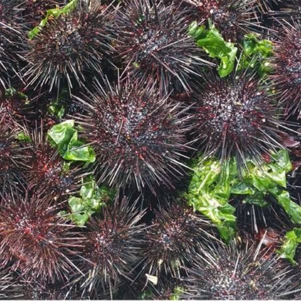 大连长海县海鲜自助,长海县海鲜预订