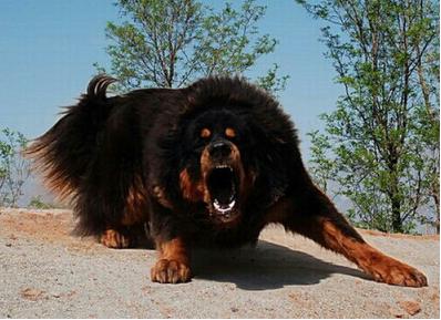 喜欢咬人的十大狗狗,咬人的宠物狗可以养吗