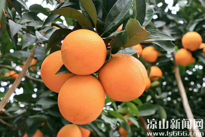 雷波脐橙品质认证,雷波脐橙现状如何