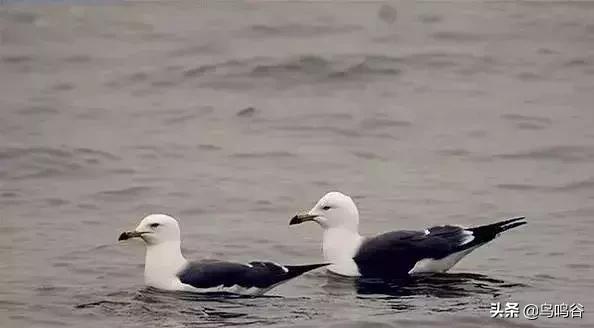 看图识鸟图片及答案,看图识鸟软件哪个好用