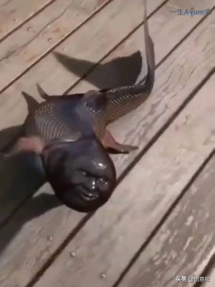 沙雕之间笑喷的聊天记录,沙雕日常搞笑聊天记录