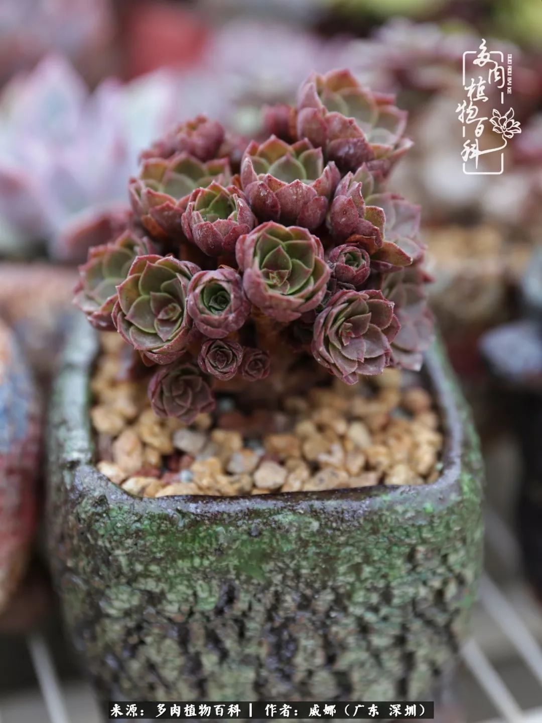 笼子里的多肉,露养的多肉和室内的多肉区别