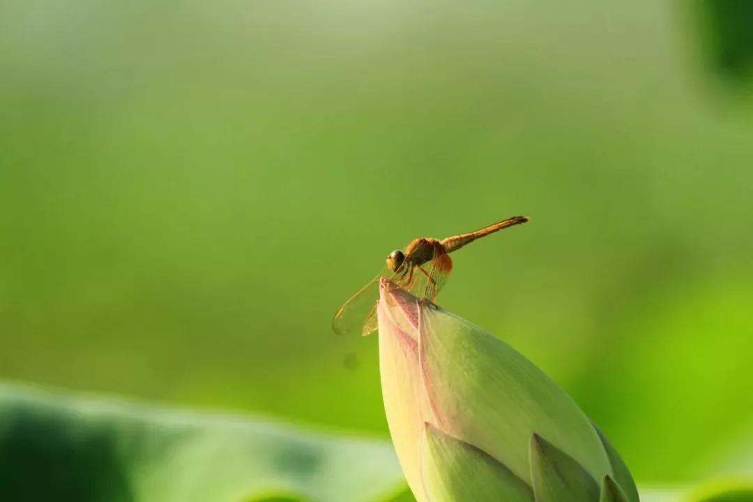 夏季最美荷花在哪里,山东最漂亮的荷花