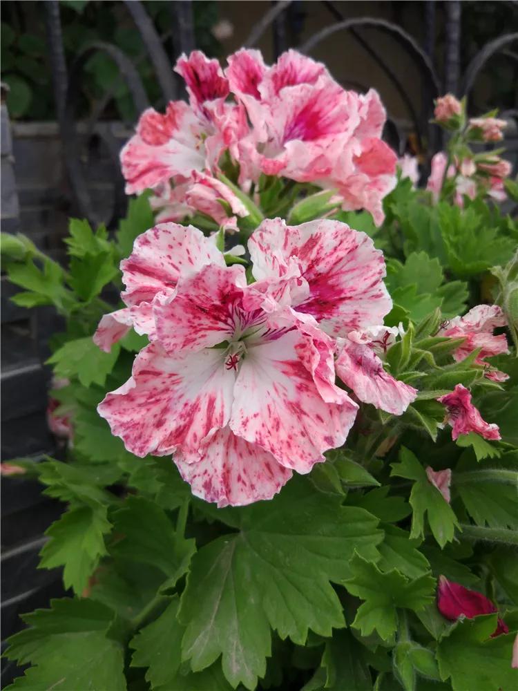 10种天竺葵,天竺葵100种图片大全