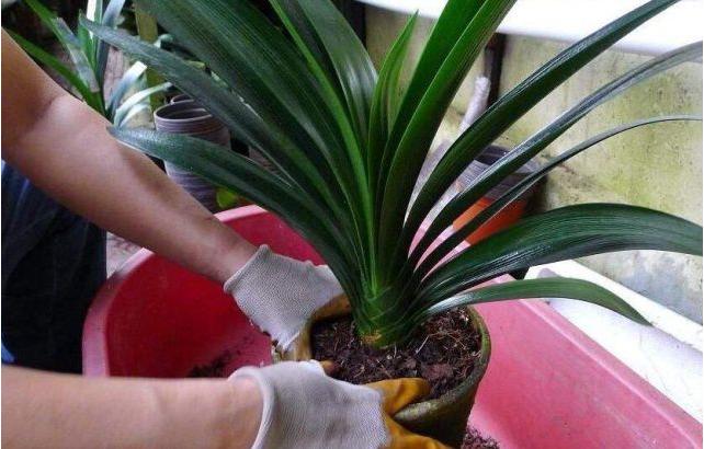 君子兰换盆土以后注意什么,君子兰换盆换土时需要注意的事项