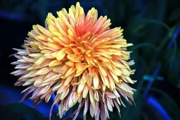 花中四君子菊花国画用笔,花中四君子菊花高清图片