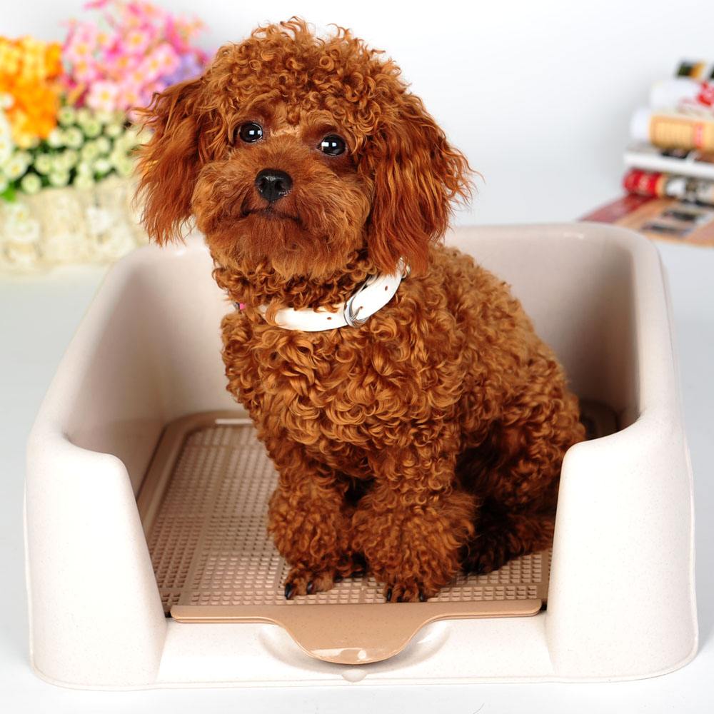 如何引导泰迪去厕所大小便,泰迪1-3个月如何训练定点大小便