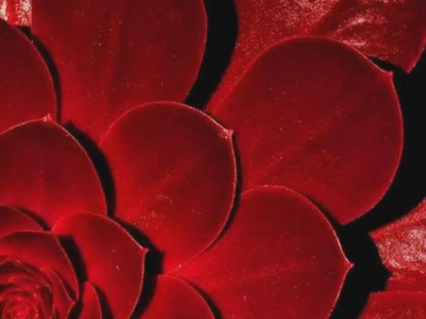 芬腾奢华浪漫内衣,芬腾秒杀打底