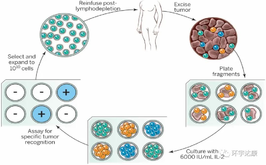 利剑出鞘!三大新型细胞免疫疗法向实体瘤“宣战”