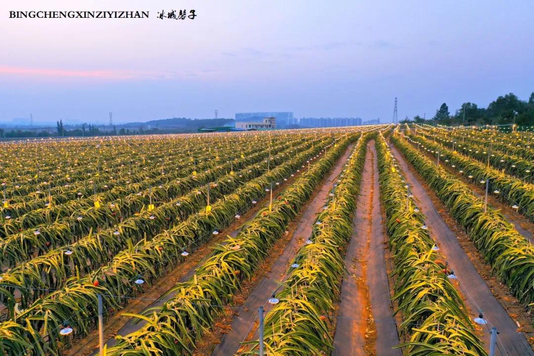 附近的火龙果采摘园海南,海南火龙果采摘