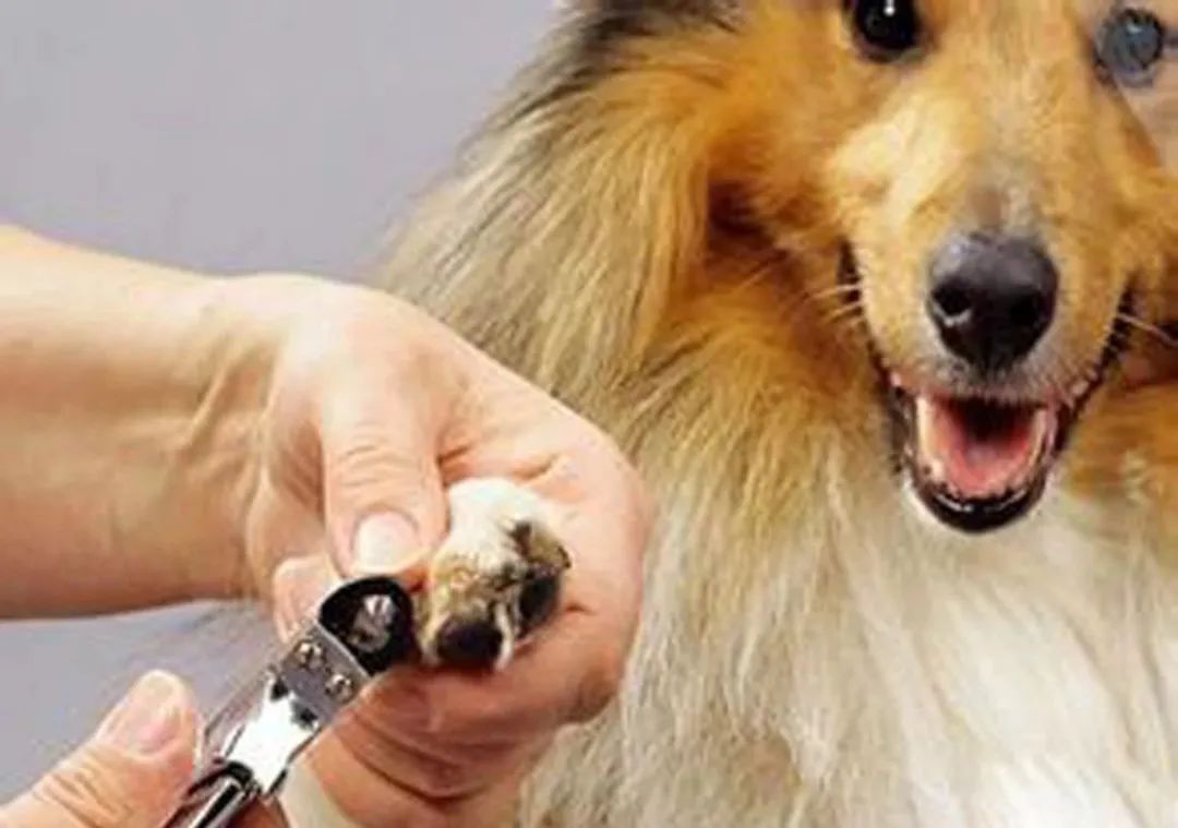 趾间炎狗狗怎么预防,下雨天怎么预防狗狗趾间炎