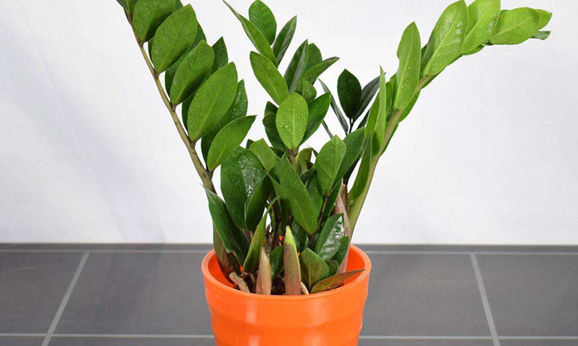 在家里养什么最方便最好,室内种植或者养殖什么合适