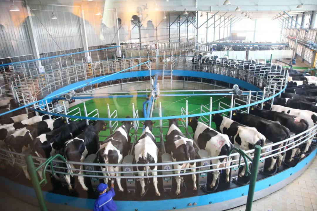 为什么中国推崇奶粉,中国人喜欢购买哪些奶粉