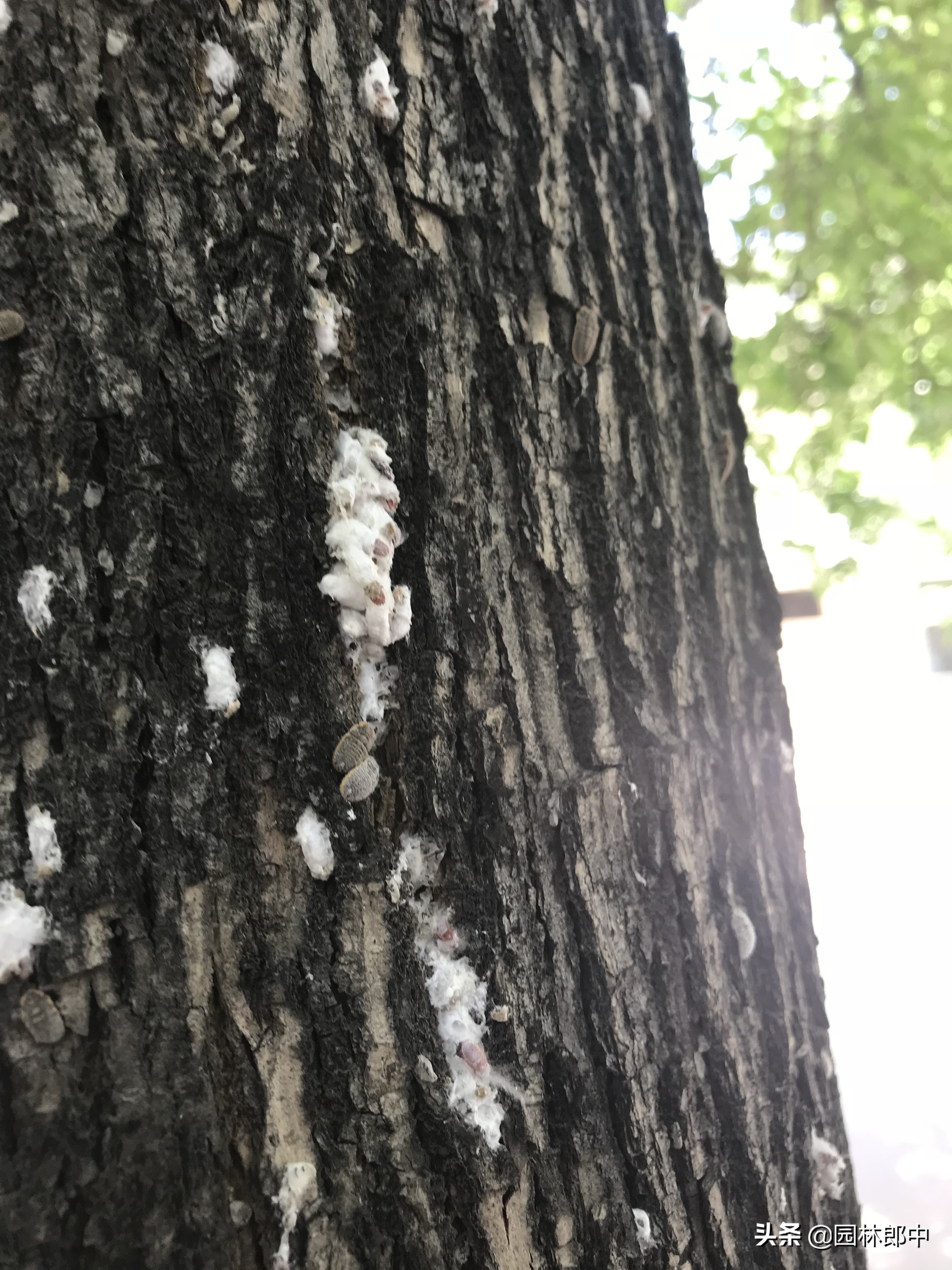 草履蚧用什么药治,防治草履蚧病虫喷药的通知