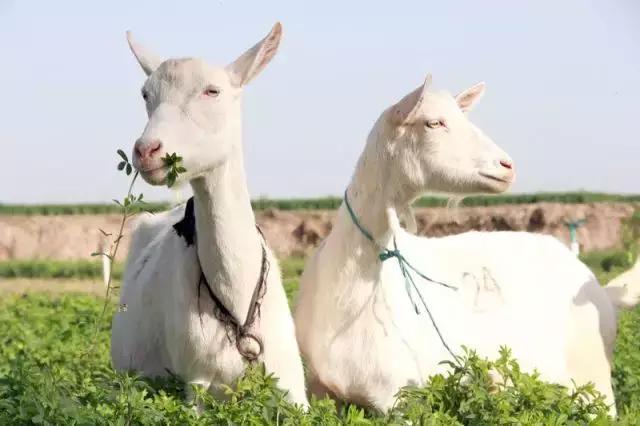 牛奶过敏喝羊奶粉还是水解奶粉好,牛奶过敏喝氨基酸还是深度水解