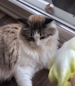 店老板养的猫咪,小卖部老板养了一只招财猫