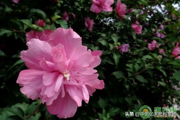 木菊花怎么繁殖,木菊花应该怎么养护好