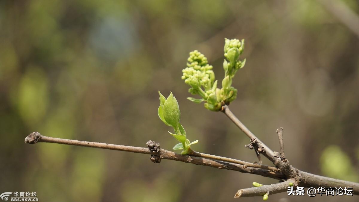 疫情下的城市生活纪录片,西安疫情每天新增记录图