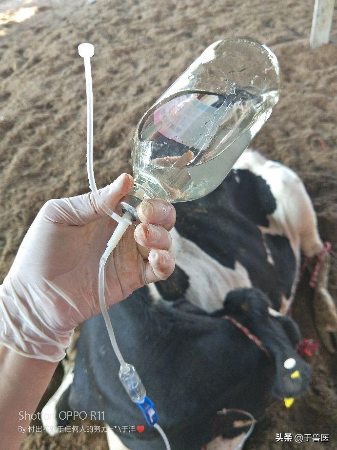 奶牛囊肿的预防措施,奶牛卧倒