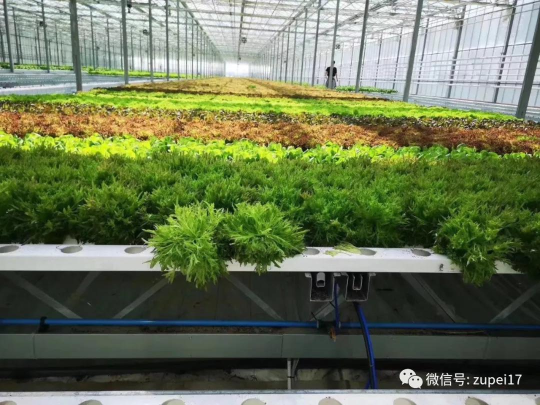 小型温室大棚用什么样的大棚,塑料大棚对比玻璃大棚