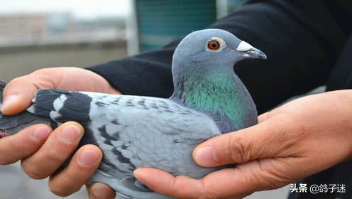 常见鸽病大全及治疗方法