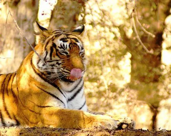 传奇虎王美元男:这只公虎两次作为“单亲奶爸”,养大了两窝虎崽