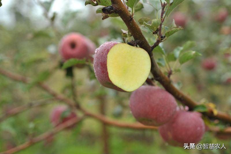 哪个地方的苹果最好吃,陕西省苹果哪里最好吃
