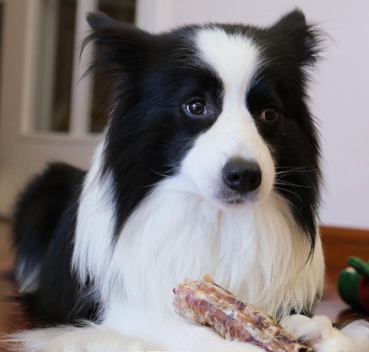 狗狗胃不好老是呕吐怎么调理,狗狗胃不舒服不吃东西怎么办呢