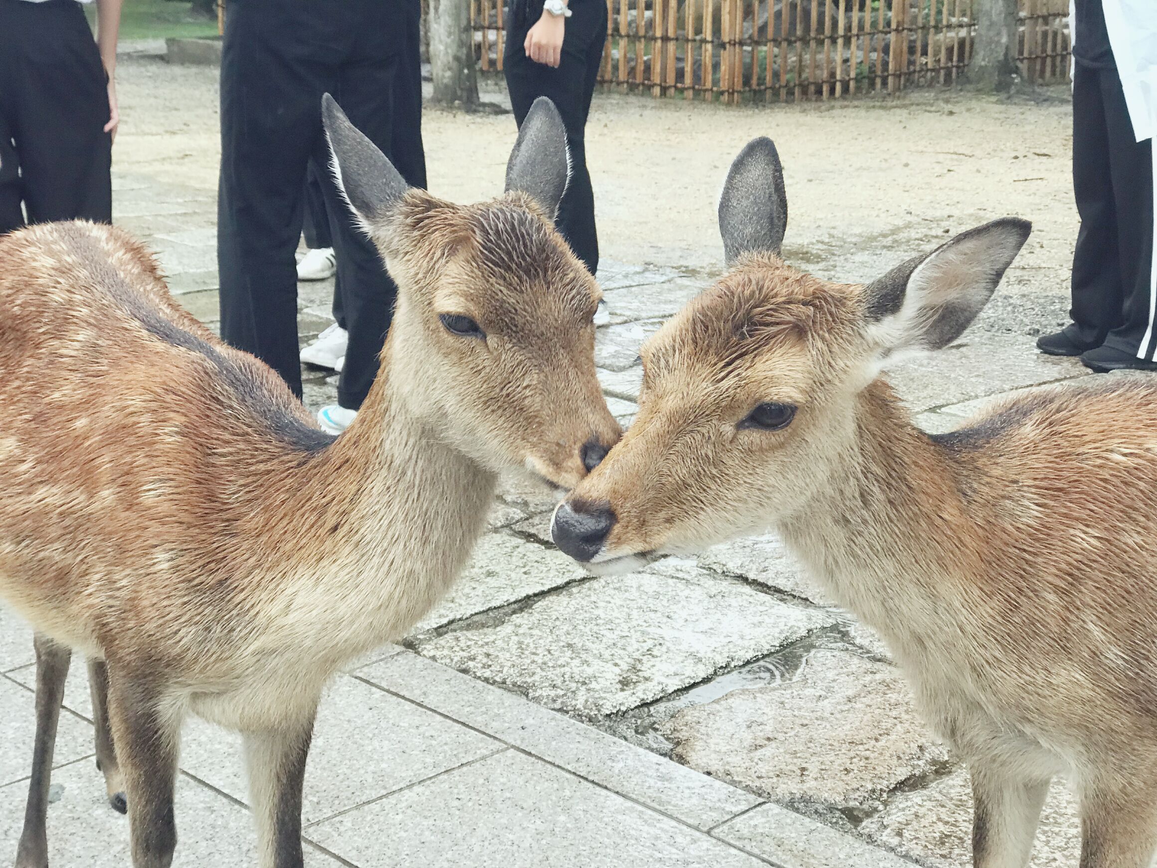 日本本州六日游攻略,日本本州旅游六日游