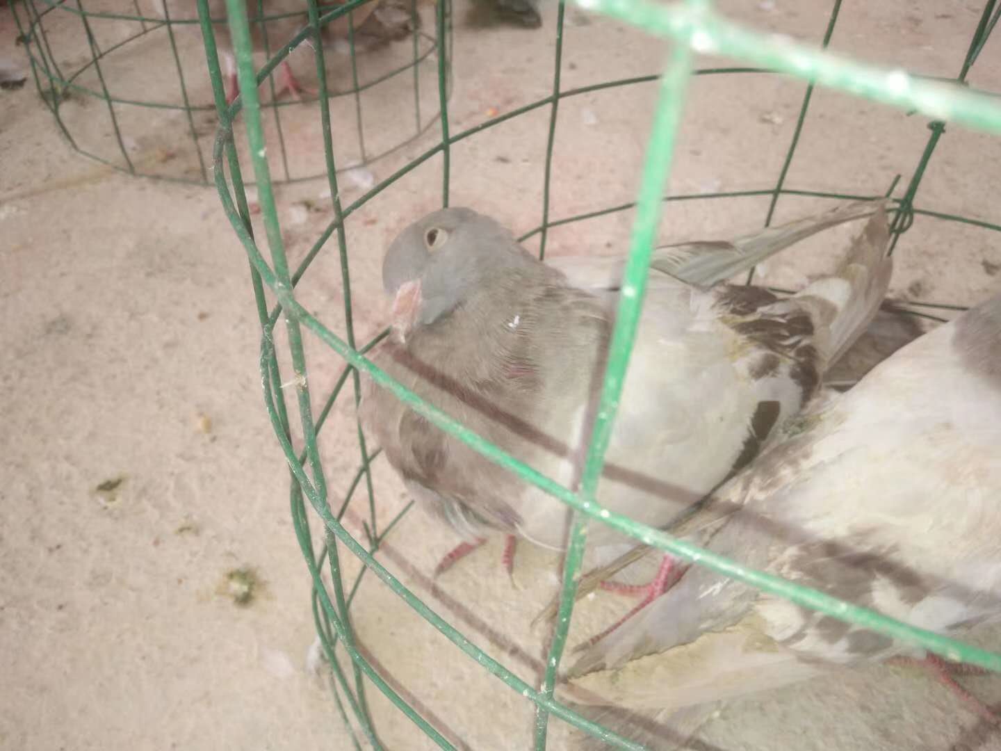 提高鸽子新城疫免疫力的方法疫苗的合理应用和特效药