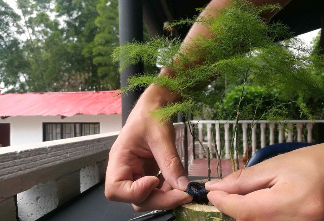 竹筒种文竹,竹筒文竹