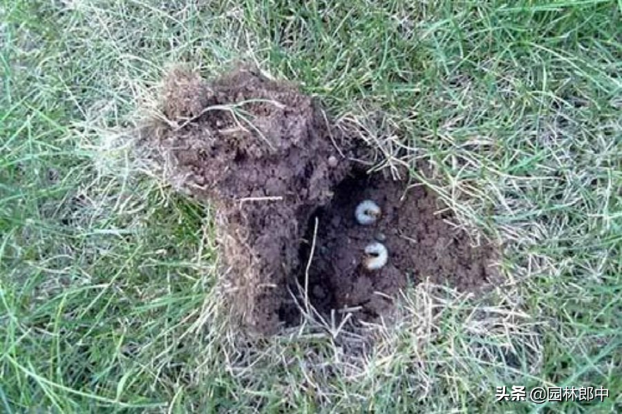 杀地下害虫药效最持久的,防治地下害虫最好方法