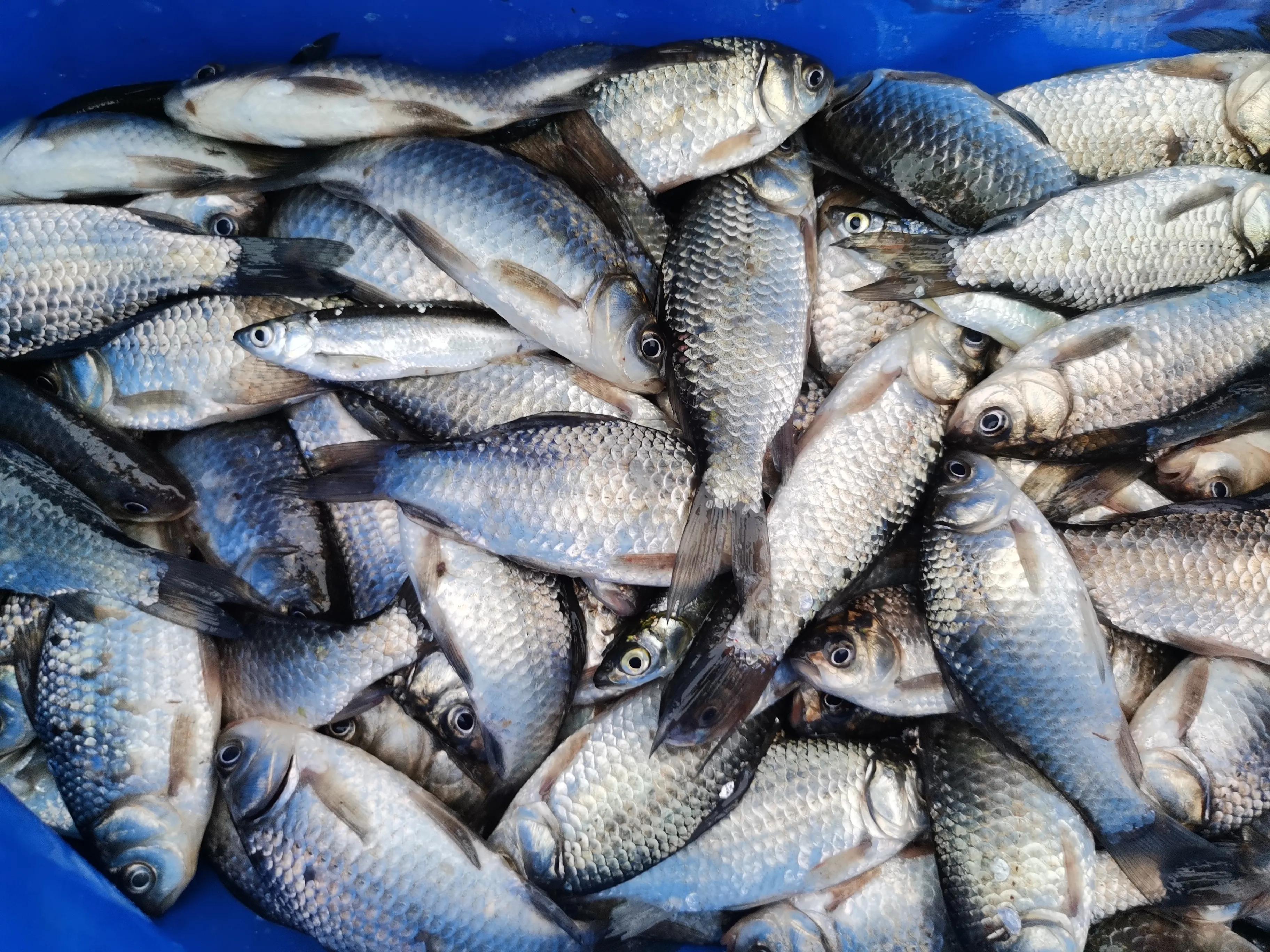 夜钓用哪种饵最好,夜钓用三友哪款