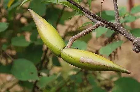 西双版纳奇葩食物,西双版纳有种水果就像桂圆一样