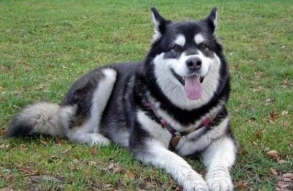 45种常见狗狗认几种主人,45种常见狗狗拉布拉多图片