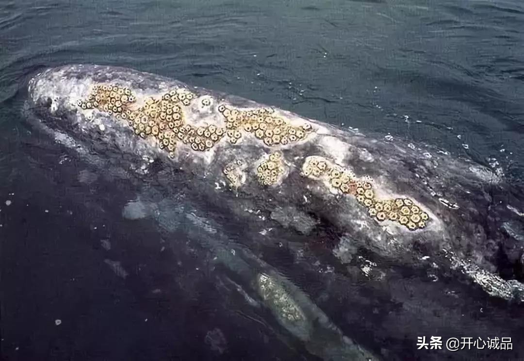 极限工作之船底清洁：想靠卖船底海鲜补贴几十万清洁费？别搞笑了