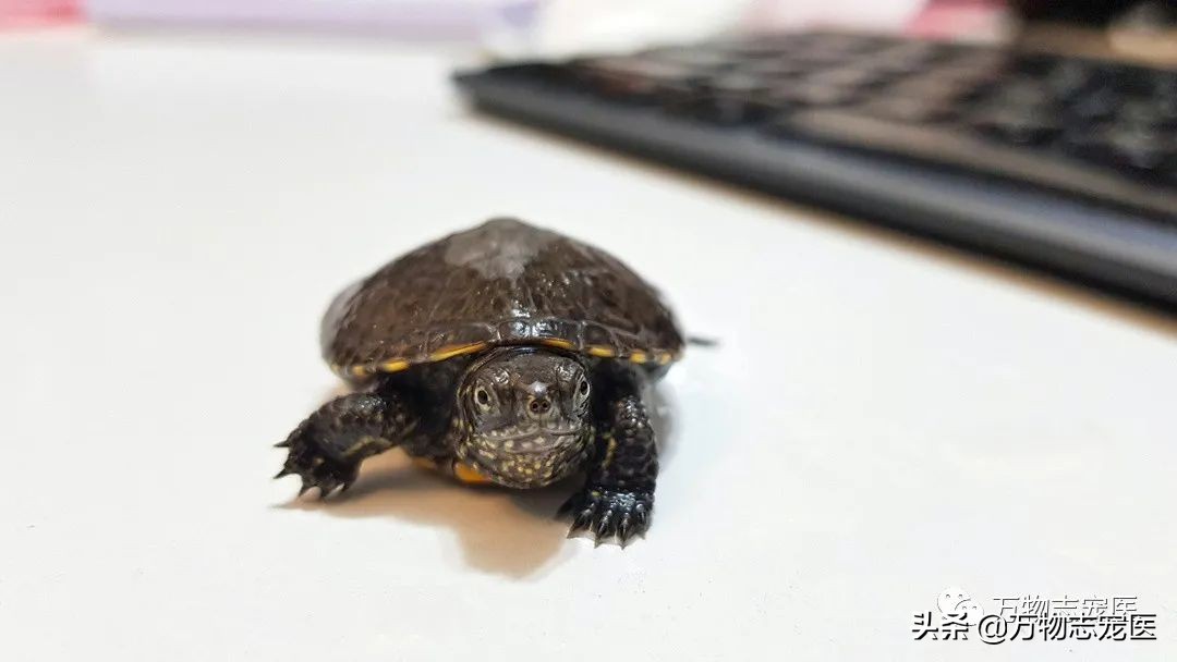 乌龟的壳碎了还能恢复吗,乌龟的壳边缘破了一点点会不会死